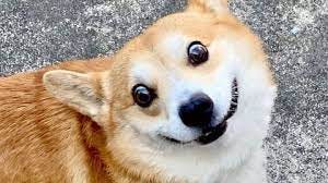 Muere Gen, el perro corgi famoso por sus divertidísimos memes - Yasss