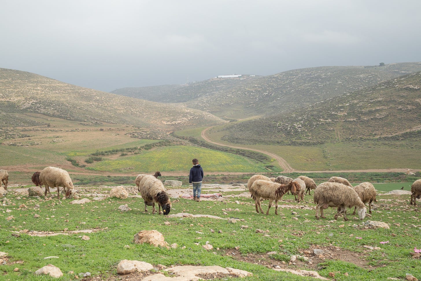 羊を放牧するパレスチナ人。奥の山頂には2020年1月に建設されたという入植地が見える。ここで暮らす家庭のところにも頻繁に入植者が嫌がらせにやってくる＝2024年1月、パレスチナ西岸・南へブロン