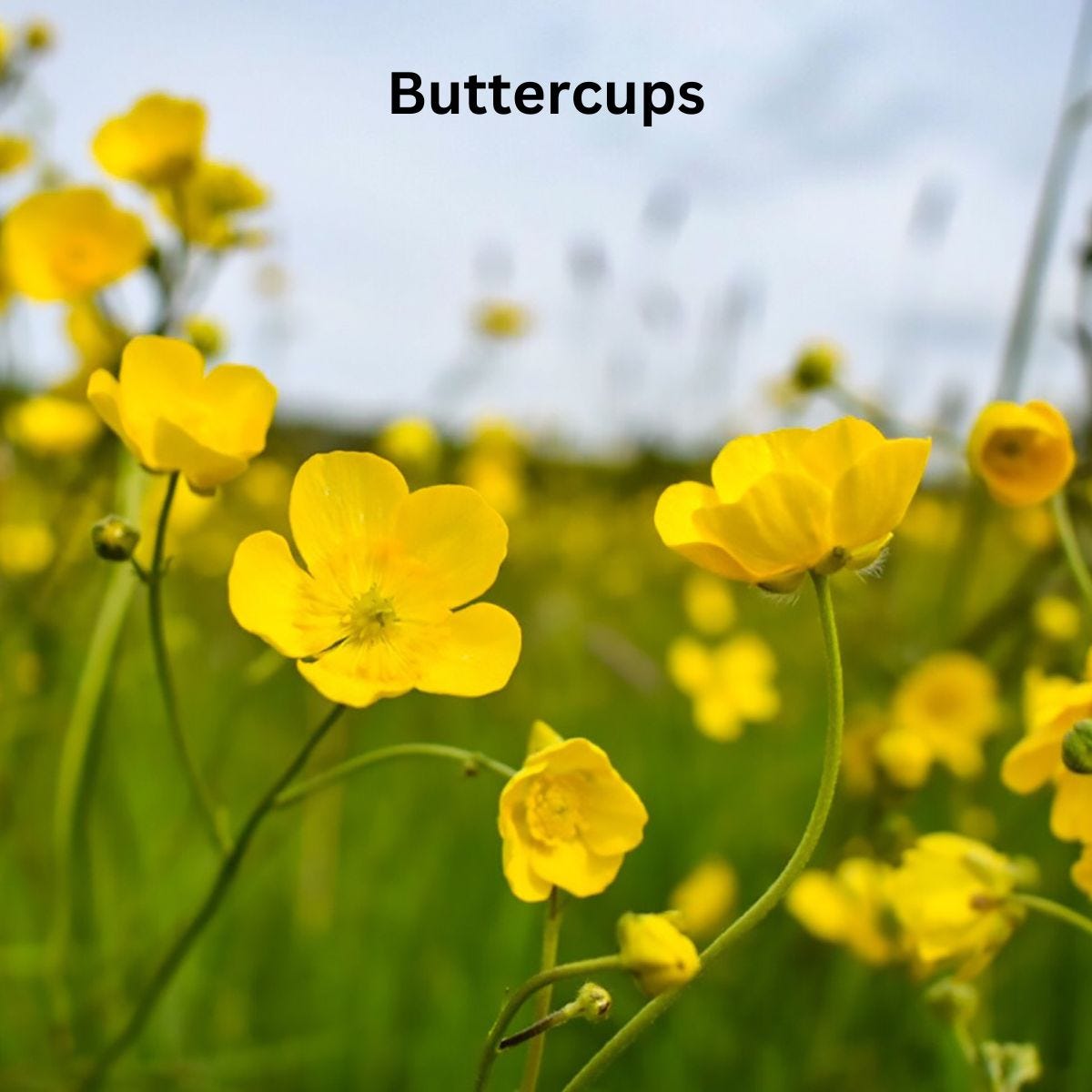 Buttercups