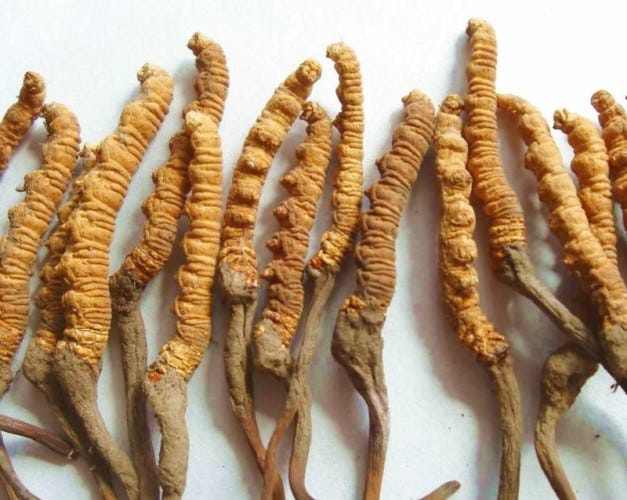 Cordyceps-mummified caterpillars