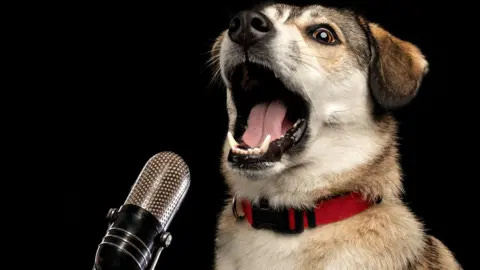 Getty Images A goofy-looking dog with its jaw wide open, and a microphone placed in front of it - creating the illusion that it is being recorded