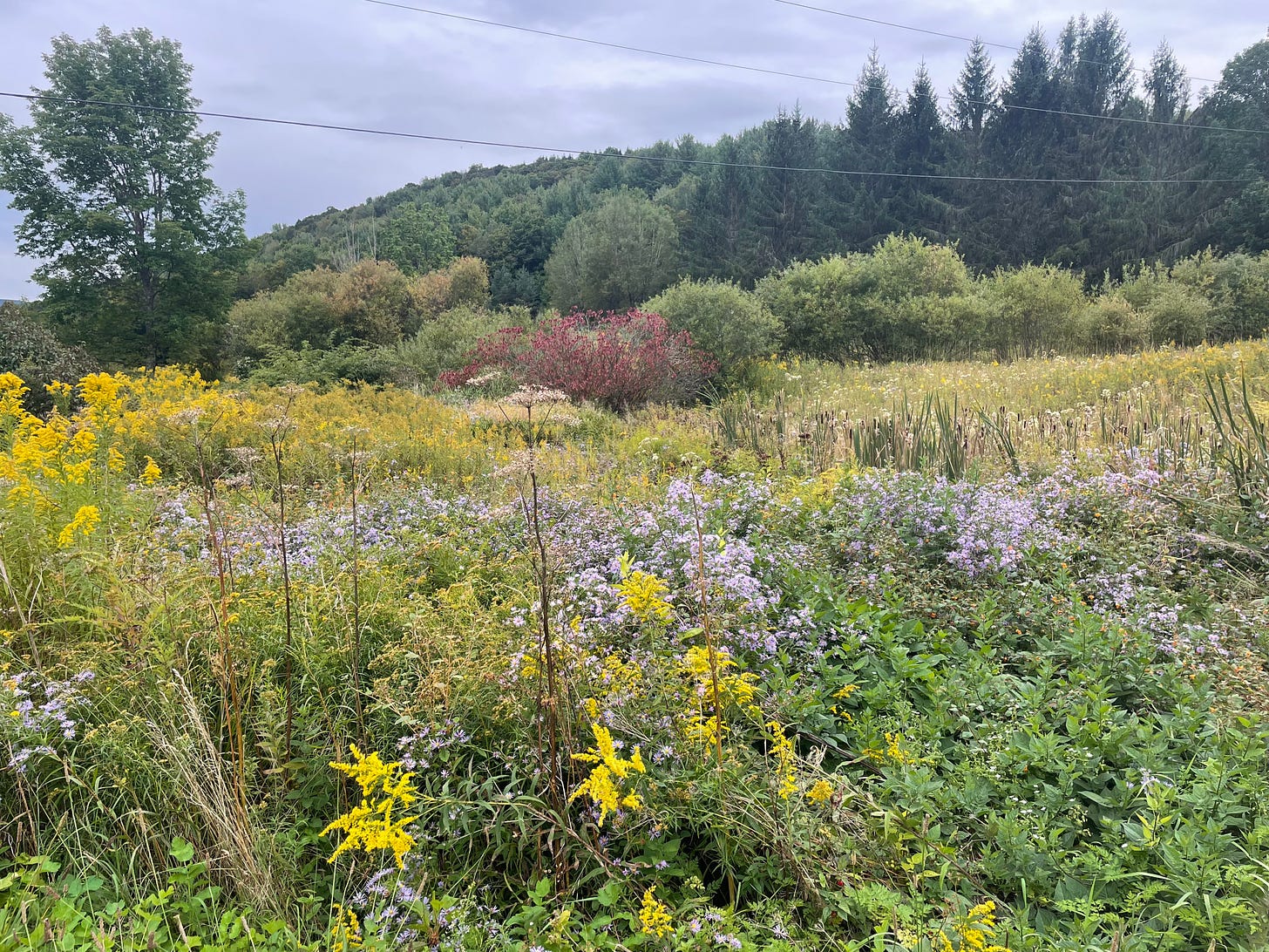 the marshy meadow across from the house with aster and goldenrod and other flowers