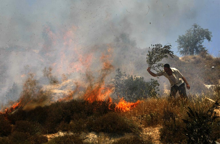 Palestinian Olive Trees Under Attack – Commodities, Conflict, and  Cooperation