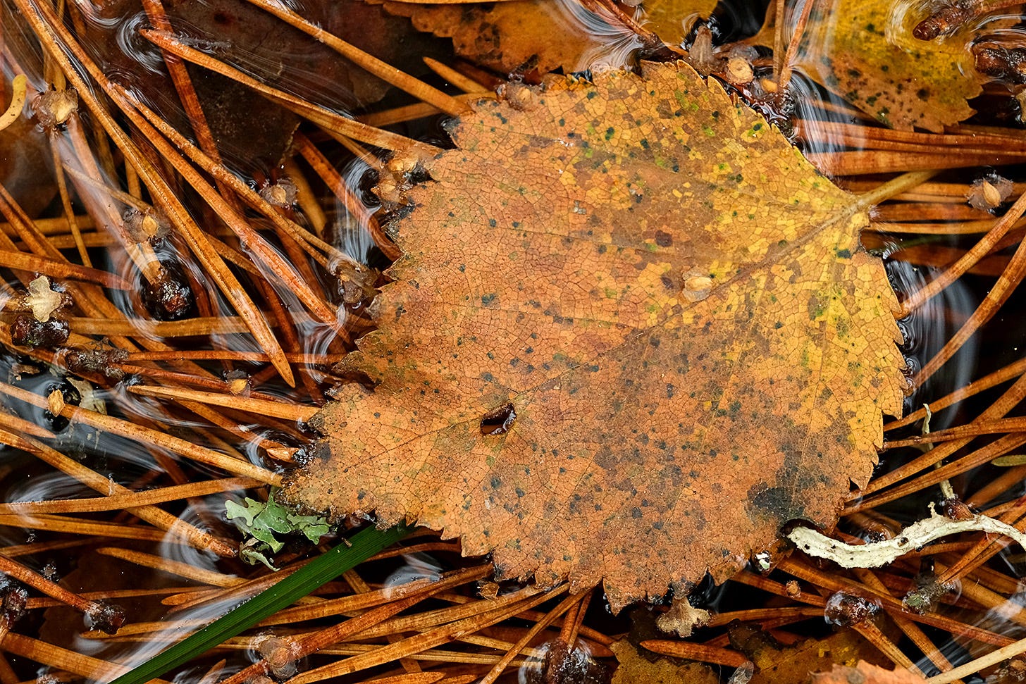 A single fallen birch leaf, brown and yellow, rests on a bed of orange pine needles on the surface of a pool of water