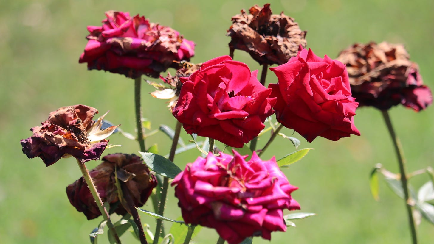 How To Revive The Wilted Roses In Your Garden