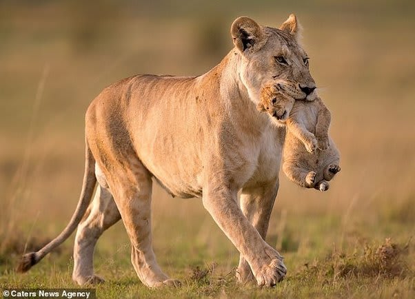 How can a lion who has huge fangs carry their babies by biting them in the  neck and doesn't hurt them? - Quora