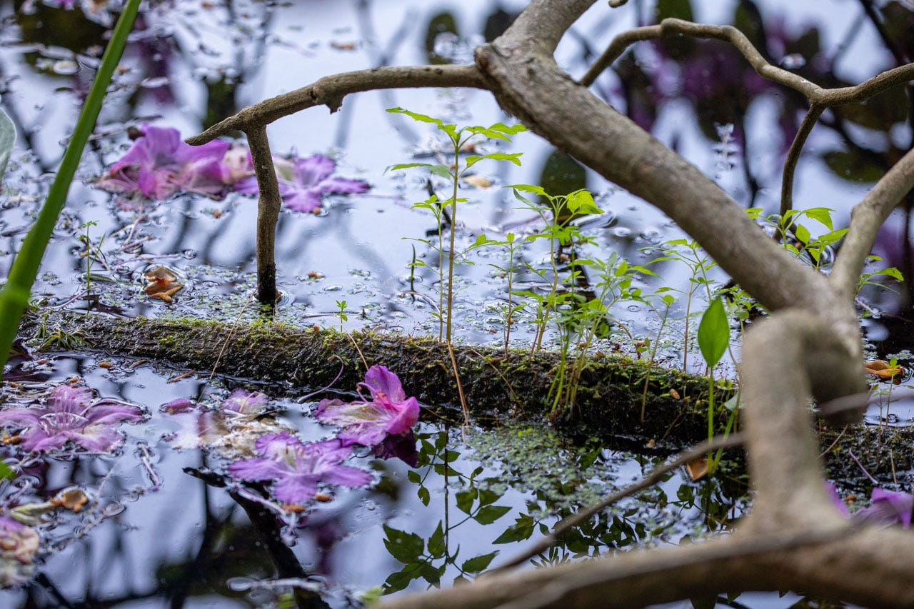 Hot pink flowers have fallen against a decaying log, covered in moss and tiny sprouts at the edge of a pond.