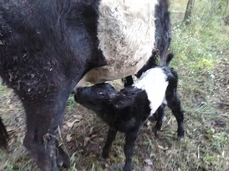 New Fall Bull Calf on Worstell Farms