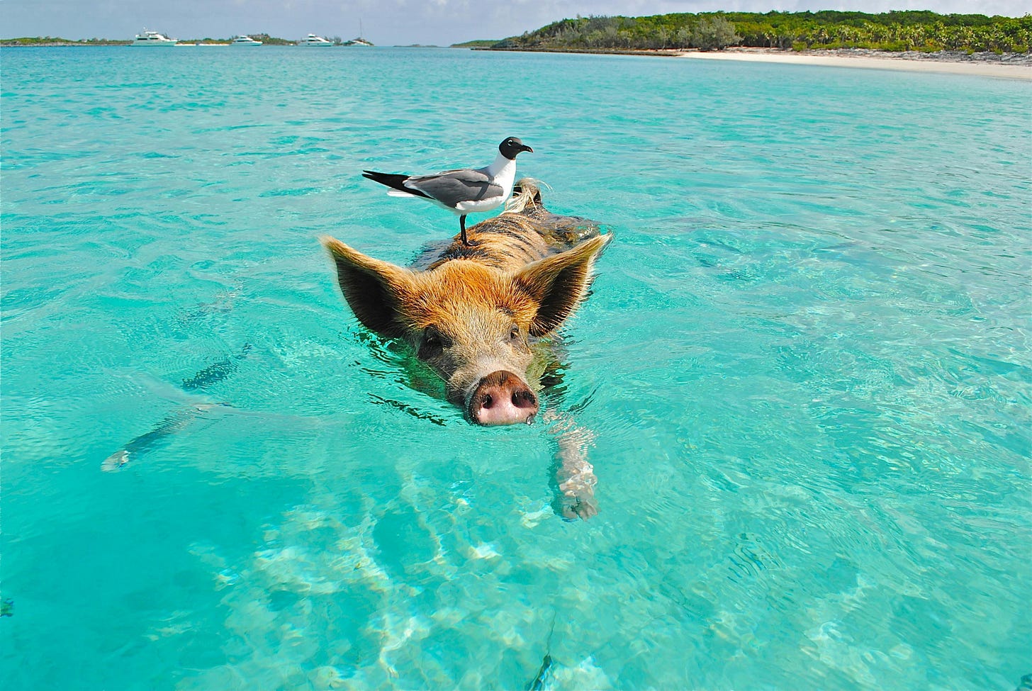 em mar aberto, um porco nada com um passaro em suas costas