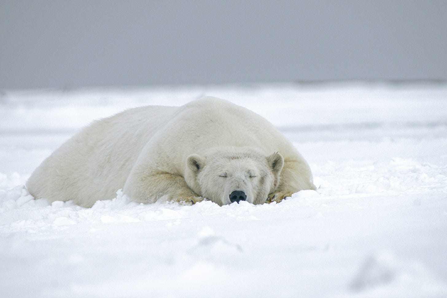 A polar bear sleeping in the snow