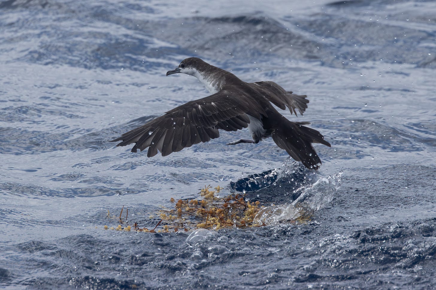 a black-backed, white-bellied bird with a long, black, slightly hooked beak with a bulb at the base, about to pick up and fly a way from a patch of bubbly yellow seaweed on the surface of the ocean with a splash