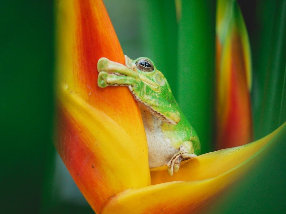 green frog on yellow flower