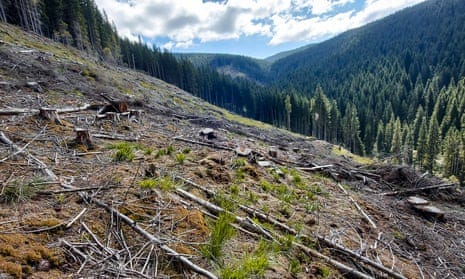 An image of bare mountainside with logged trees and standing trees in distance