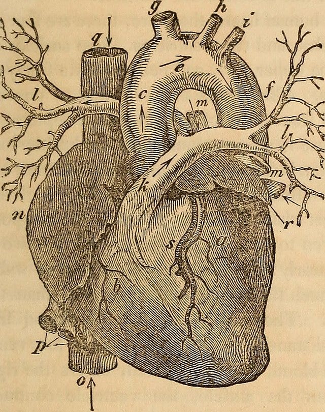 Anatomical diagram of the human heart