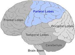 Brain Map: Parietal Lobes | Queensland Health