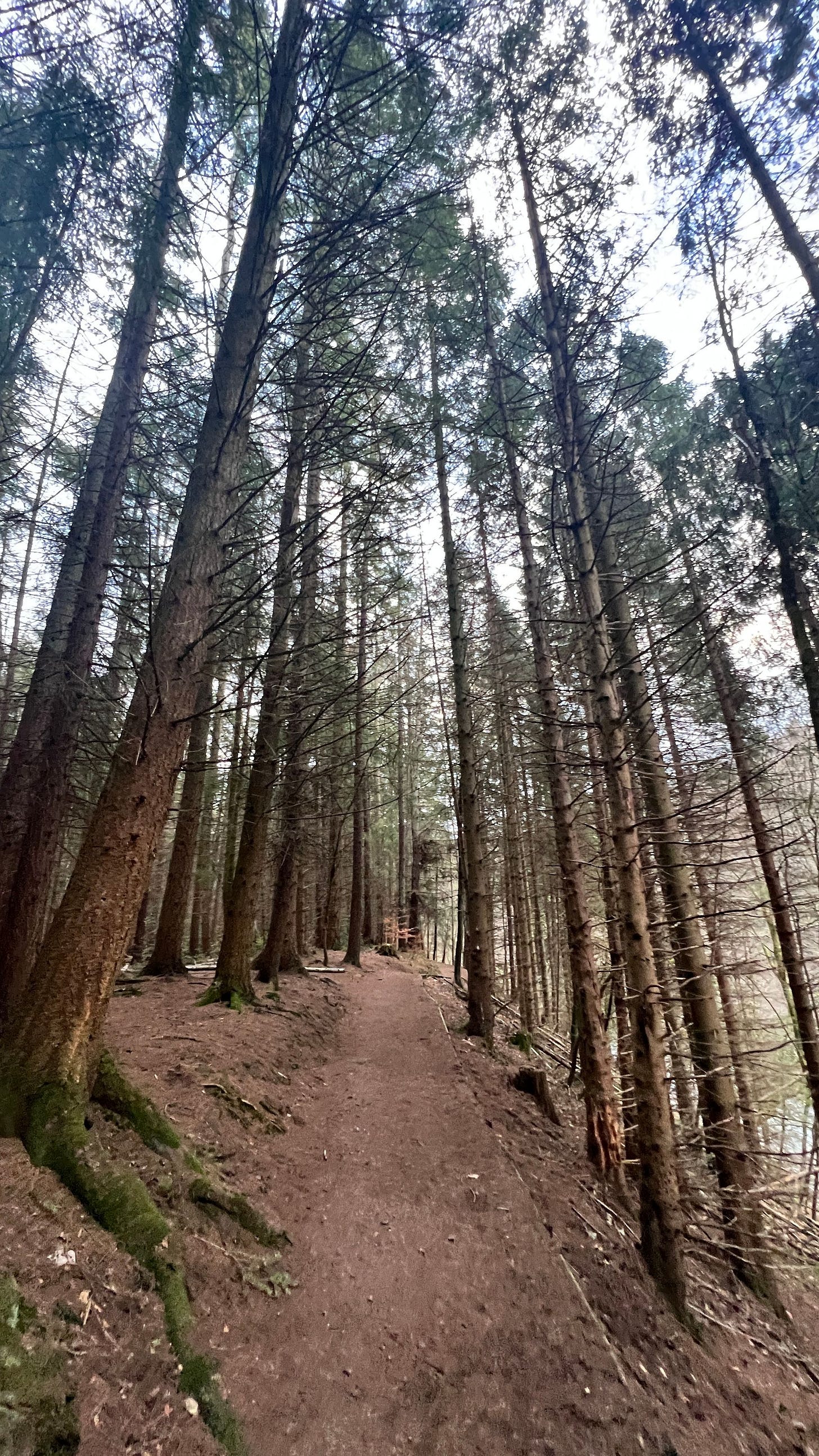 The woodland trail leading into New Lanark is beauiful and feels historic