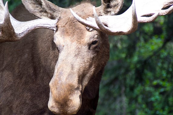 Moose Hunting in Maine