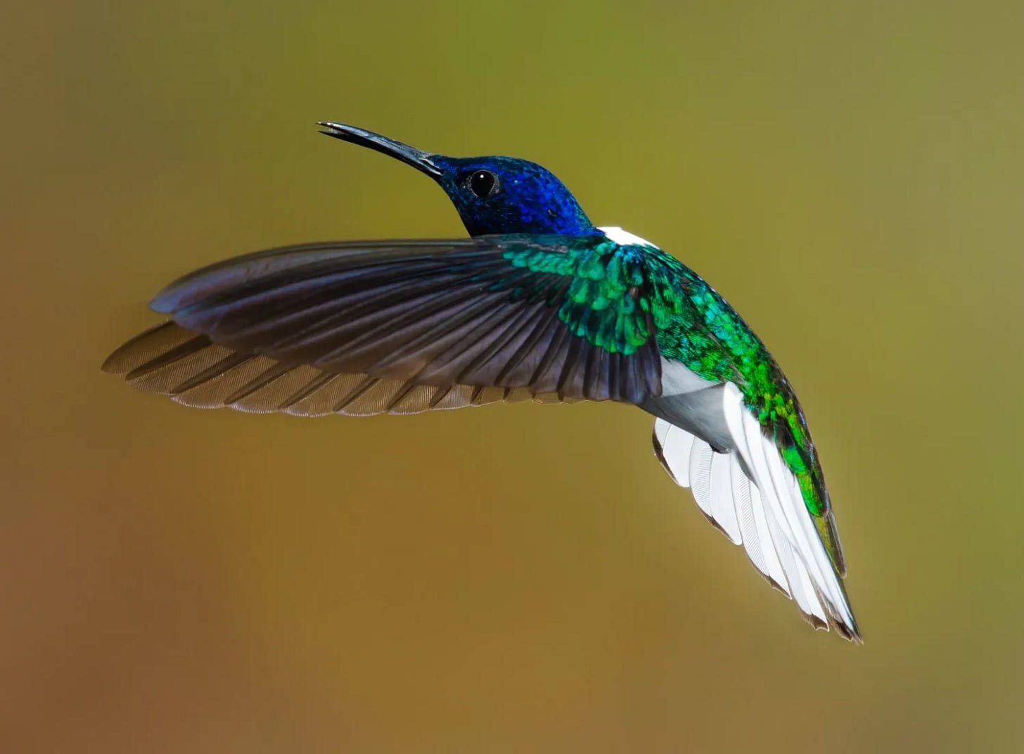 A hummingbird in flight captured mid-hover, showing iridescent blue head and metallic green wings spread against a soft green background