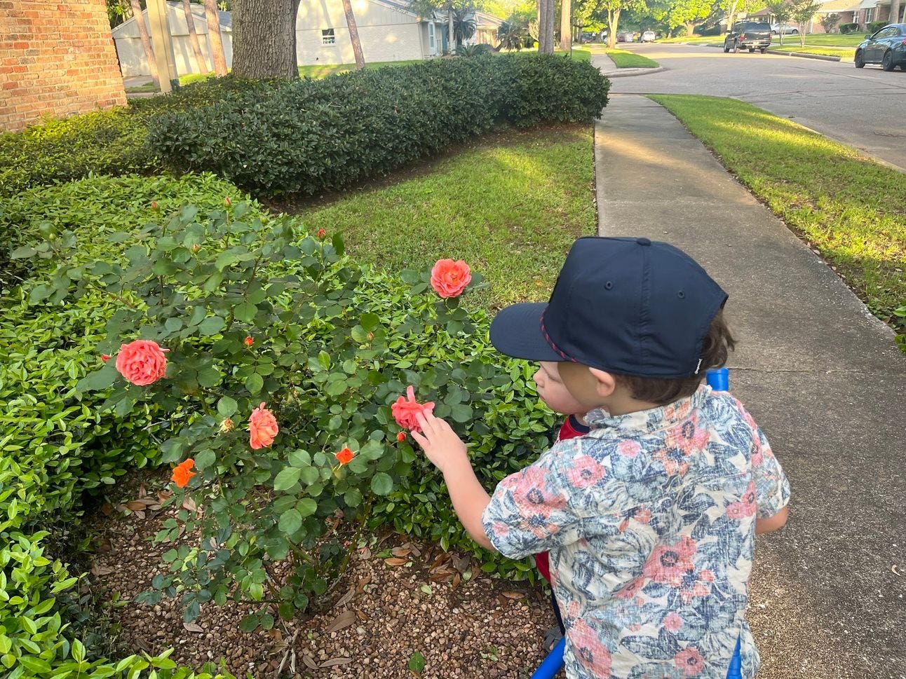 two boys looking at a coral rose bush two boys looking at a coral rose bush