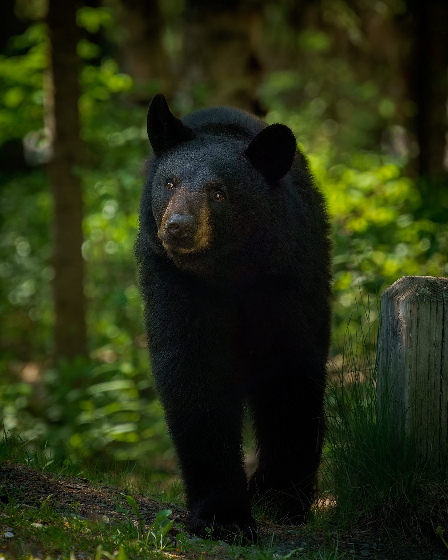 A black bear in Chugach State Park, Alaska.