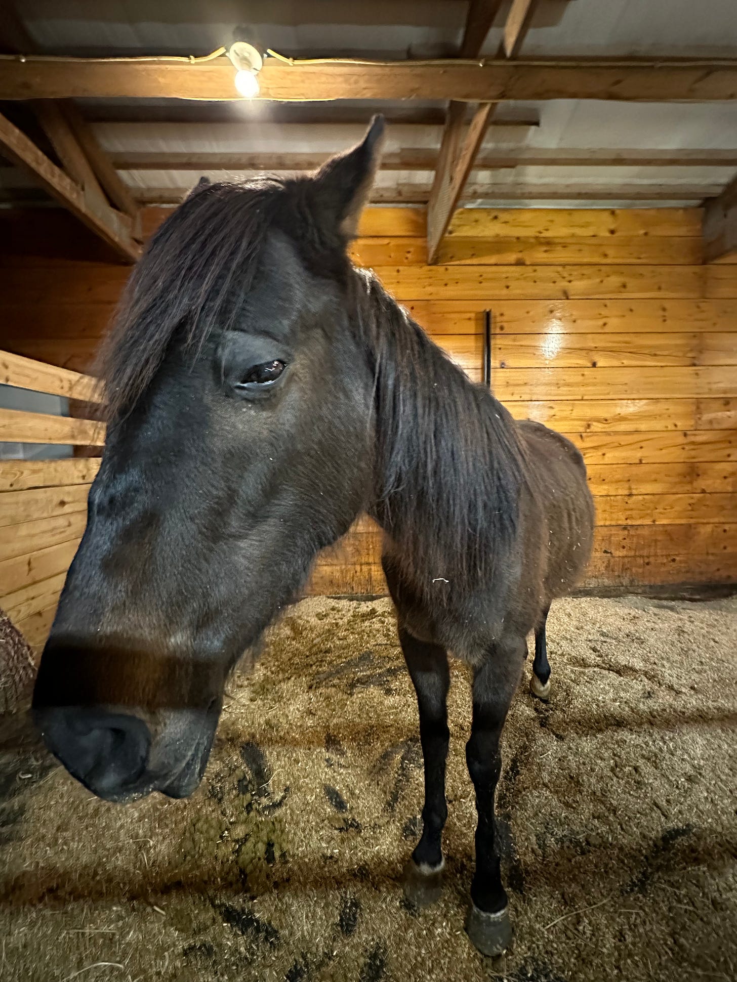 Dark-colored mare, her head is close up and her body is far, appearing small. She is in a stall.