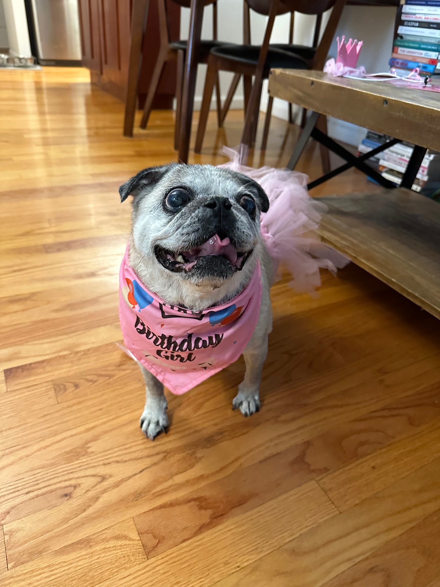 A pug overdressed in birthday regalia that she does not quite understand.