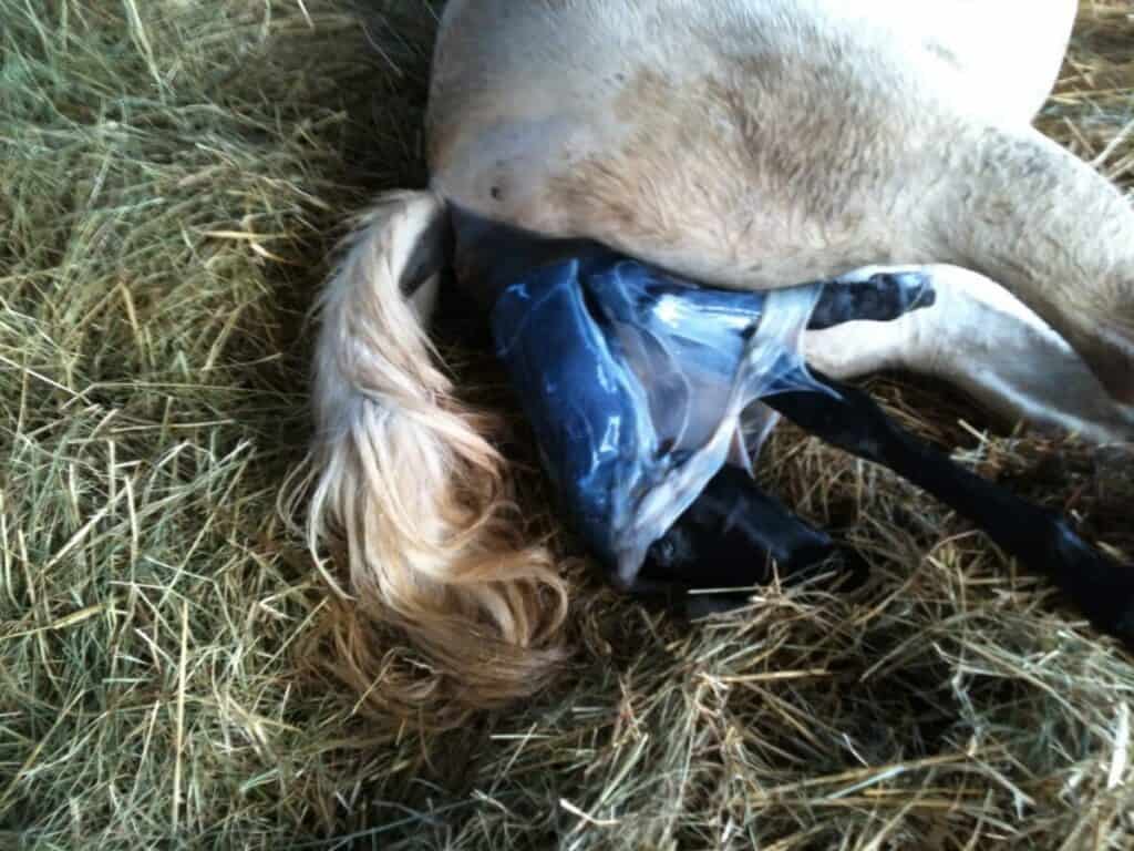 How To Spot The Signs of Foaling In Your Mare. – Irish Sport Horse Magazine