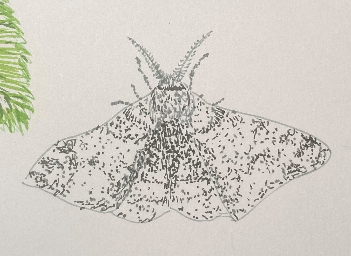 Felt pen drawing of white moth with grey and black spots