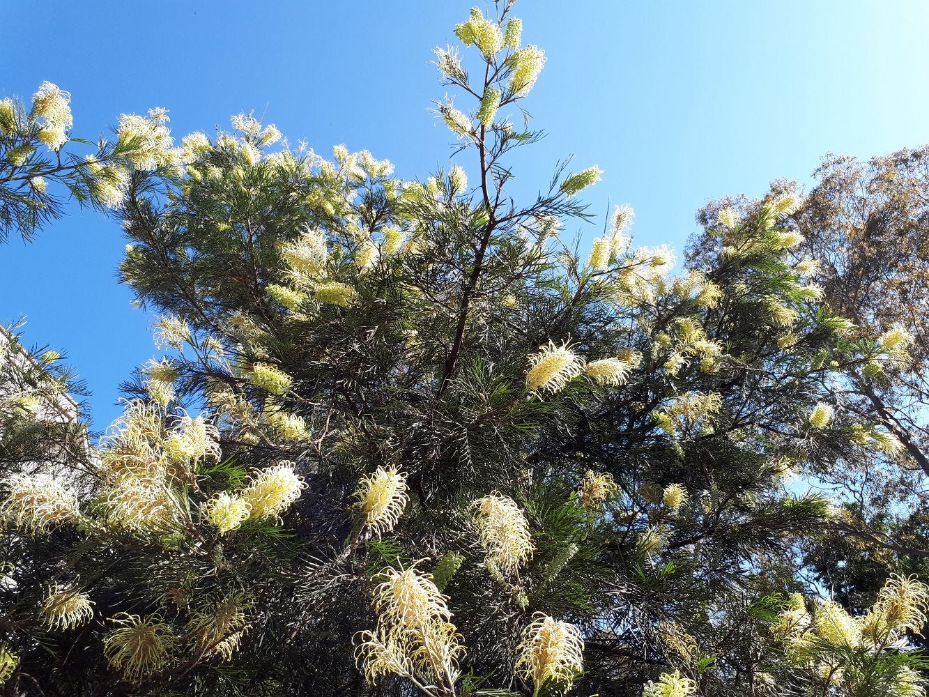 Grevillea banksii [Tree - Newington, NSW] sml.jpg