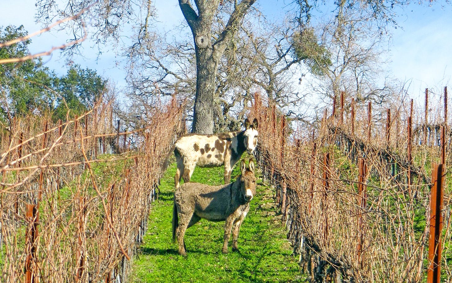 As the first Regenerative Organic Certified winery, Tablas Creek is  committed to farming like the world depends on it | Flavor | San Luis  Obispo | New Times San Luis Obispo