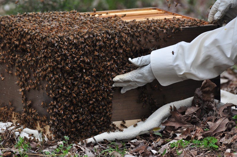 gloved beekeeper hand scooping a honey bee swarm into a hive box