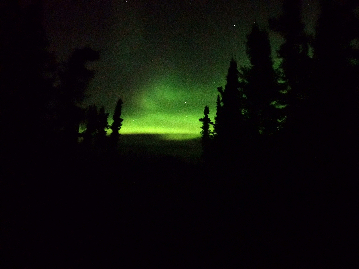 The Northern Lights, lime green, scene through a break in a foreground of black pines.