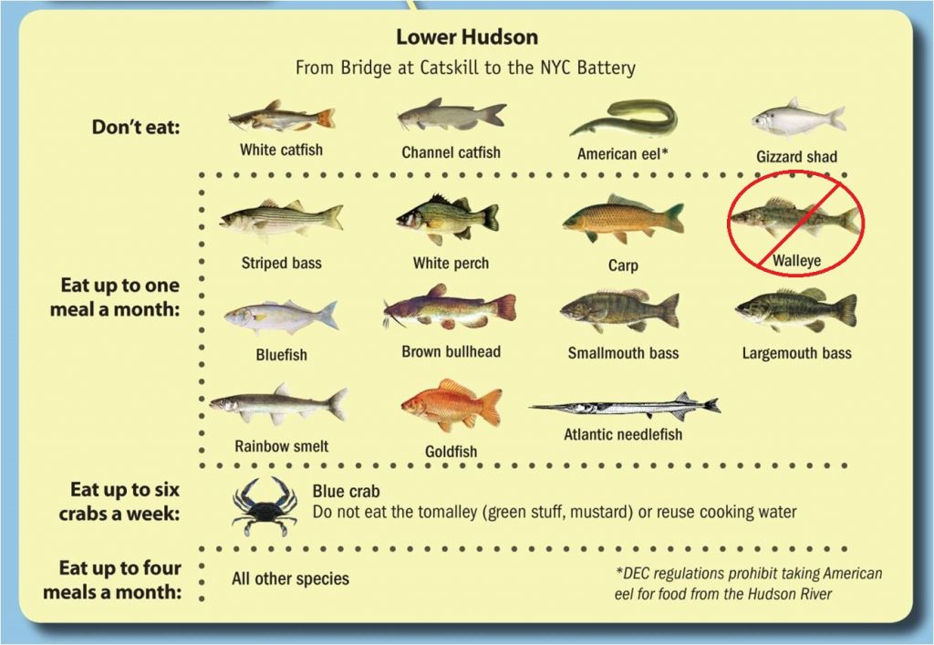 Hudson River Sloop Clearwater - Eating Hudson River Fish