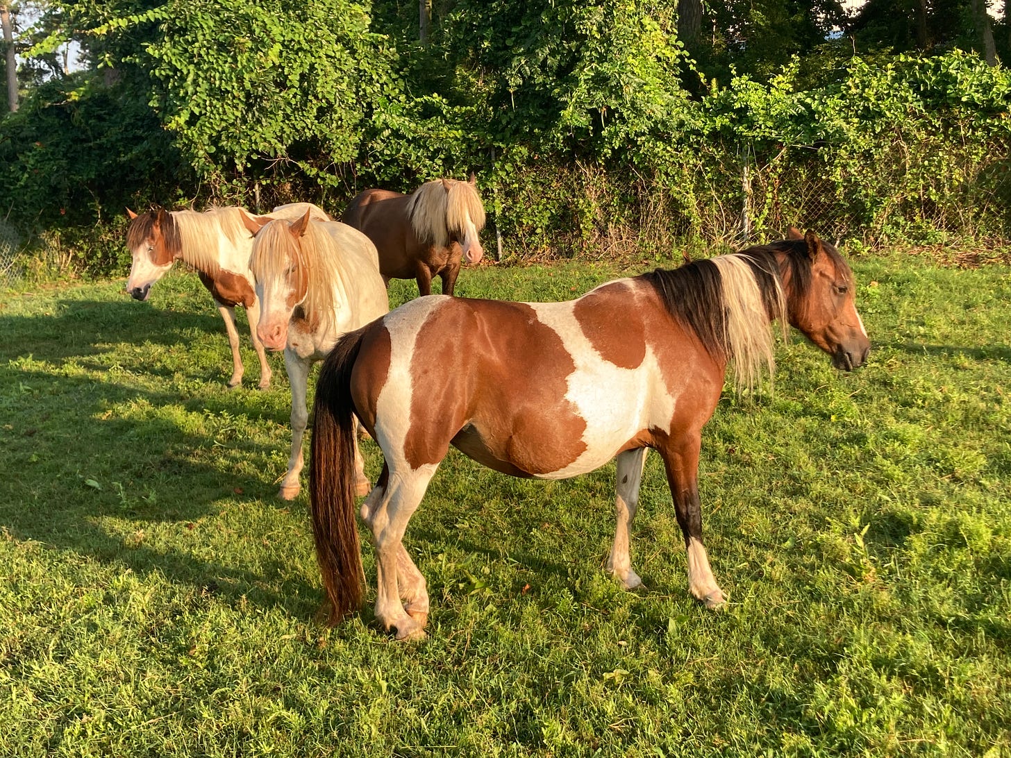 Four ponies in a field with trees in the background. The frontmost pony is brown with white markings and a blonde streak in its mane. The hindmost pony is mostly brown with a fully blonde mane hanging in his eyes. 