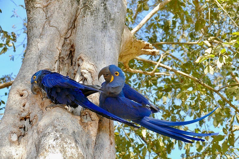 A pair of hyacinth macaws tends to a nest site in a tree.