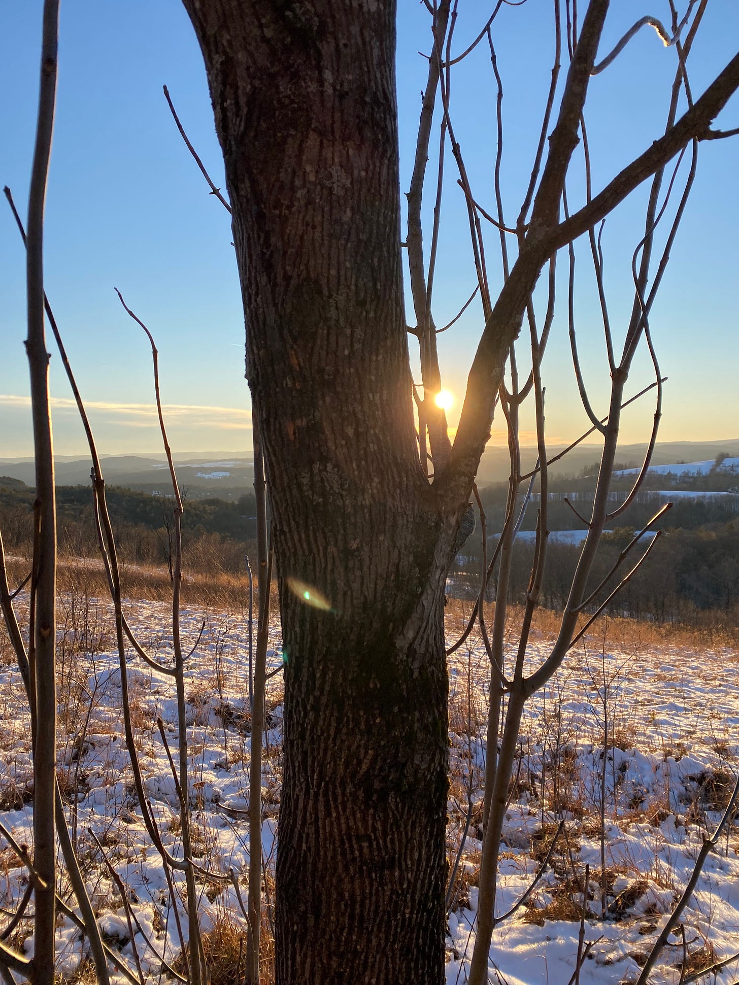 Closeup of a tree trunk on a snowy ridge, with hills and snow-covered fields visible in the distance. The golden sun peeks out from behind the tree, and the sky is a deep blue.