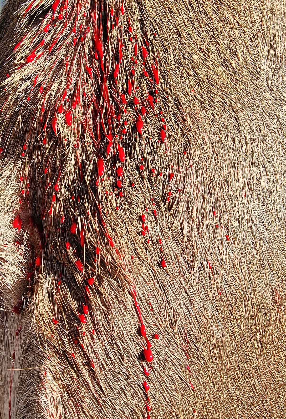 Blood on the fur of a deer.