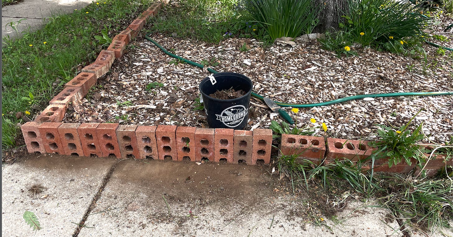 1. A photo of a patch of my front garden between the sidewalk and my house viewed from ground level. There is mixed wood chips covering the ground around the base of a tree and grass towards the back. I have started to turn the red bricks with 3 round air holes in each vertically to create a low wall around the edge to neaten things up.