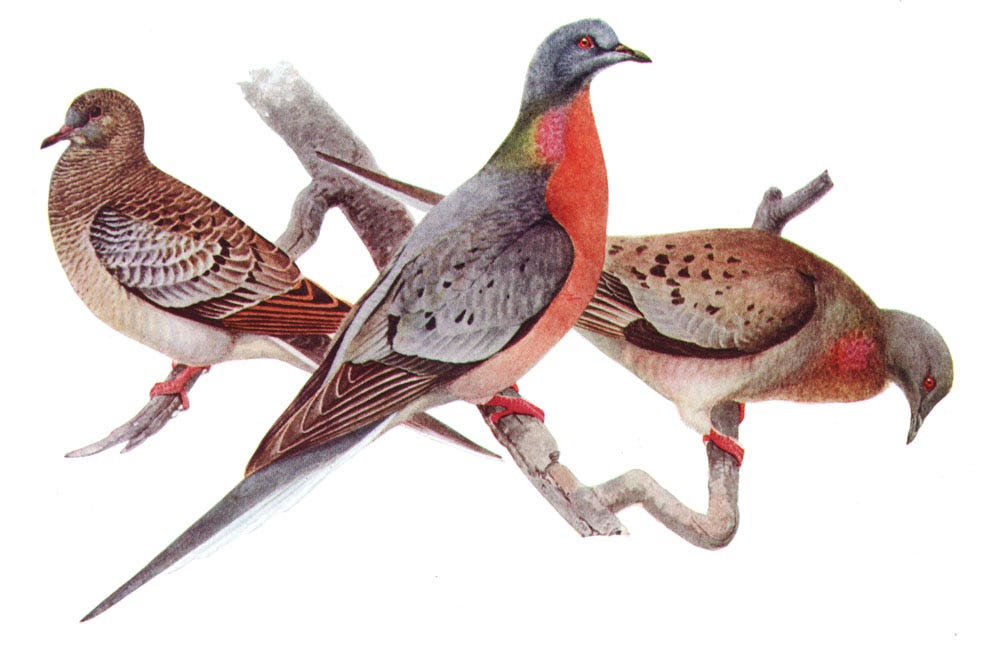 Passenger Pigeon credit required