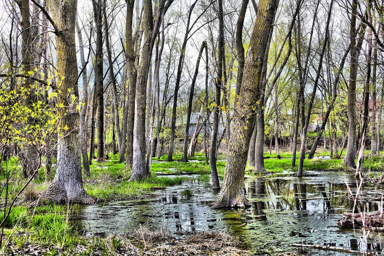 What's the difference?: Wetland vs. marsh vs. swamp | Forest Preserve  District of Will County