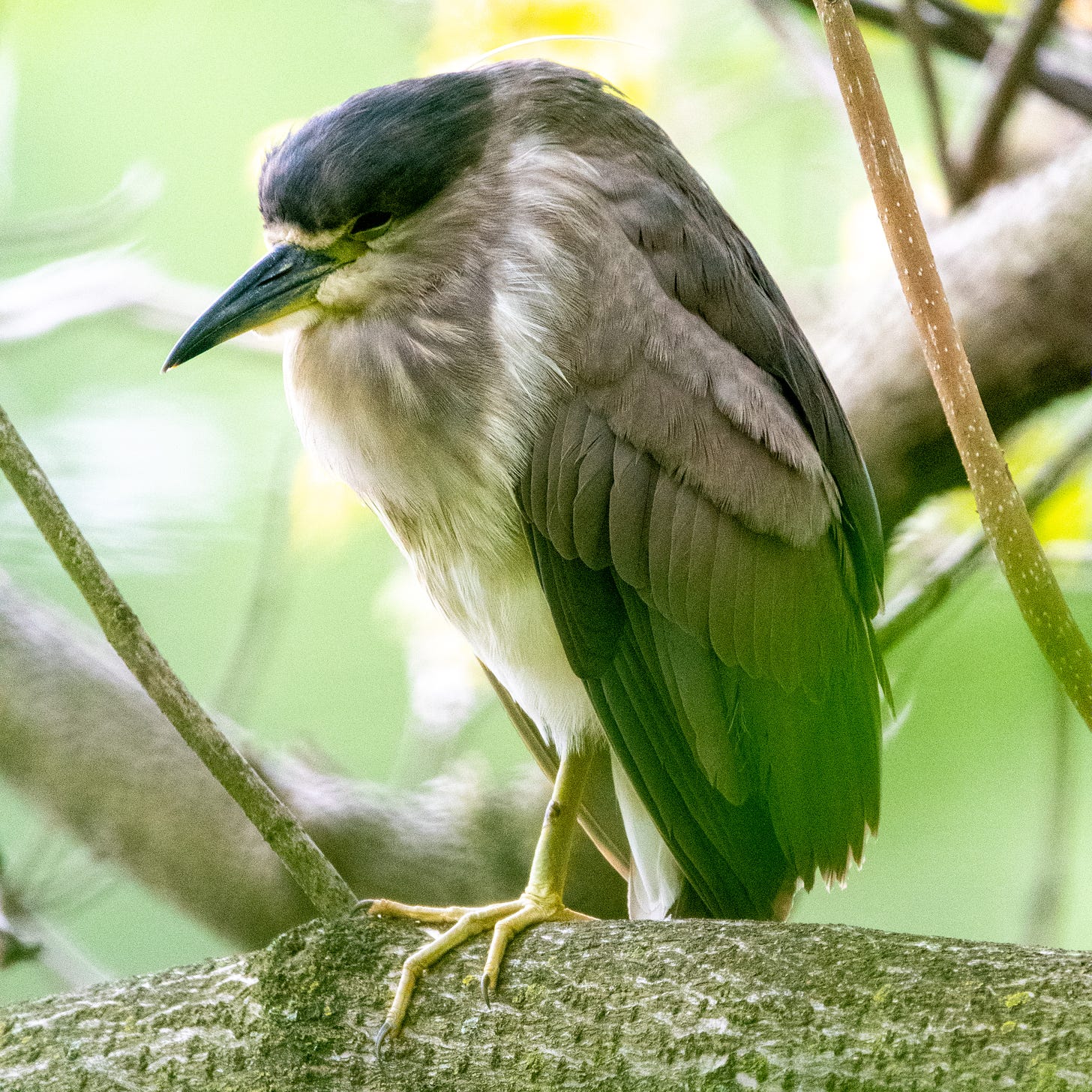 A hunched-over black-crowned night heron, dozing on one leg