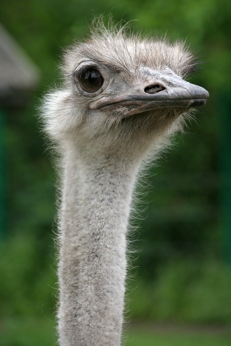 ostrich Free Stock Photo | FreeImages