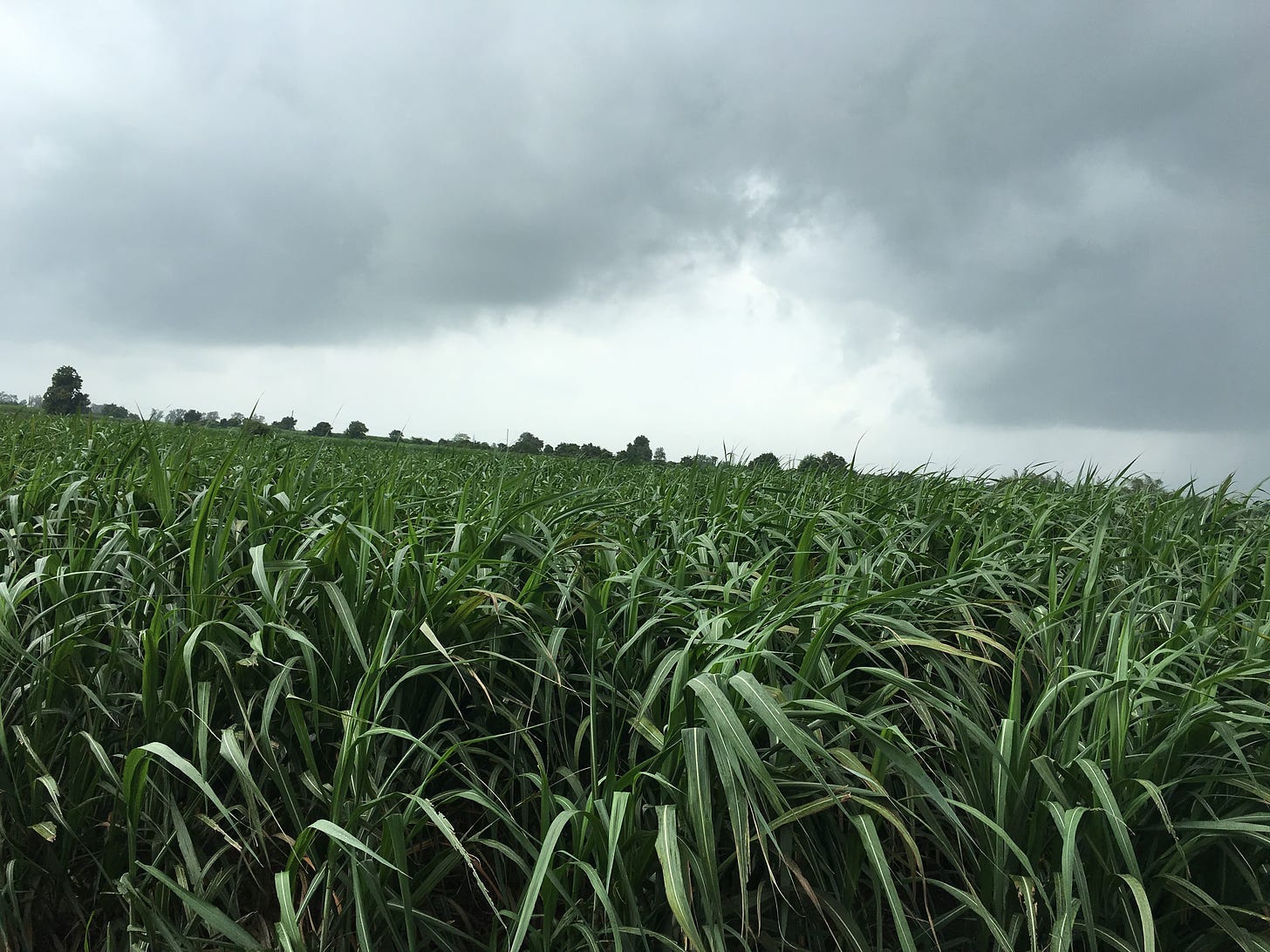 A sugarcane field is shown, with dark gray clouds in the distance.