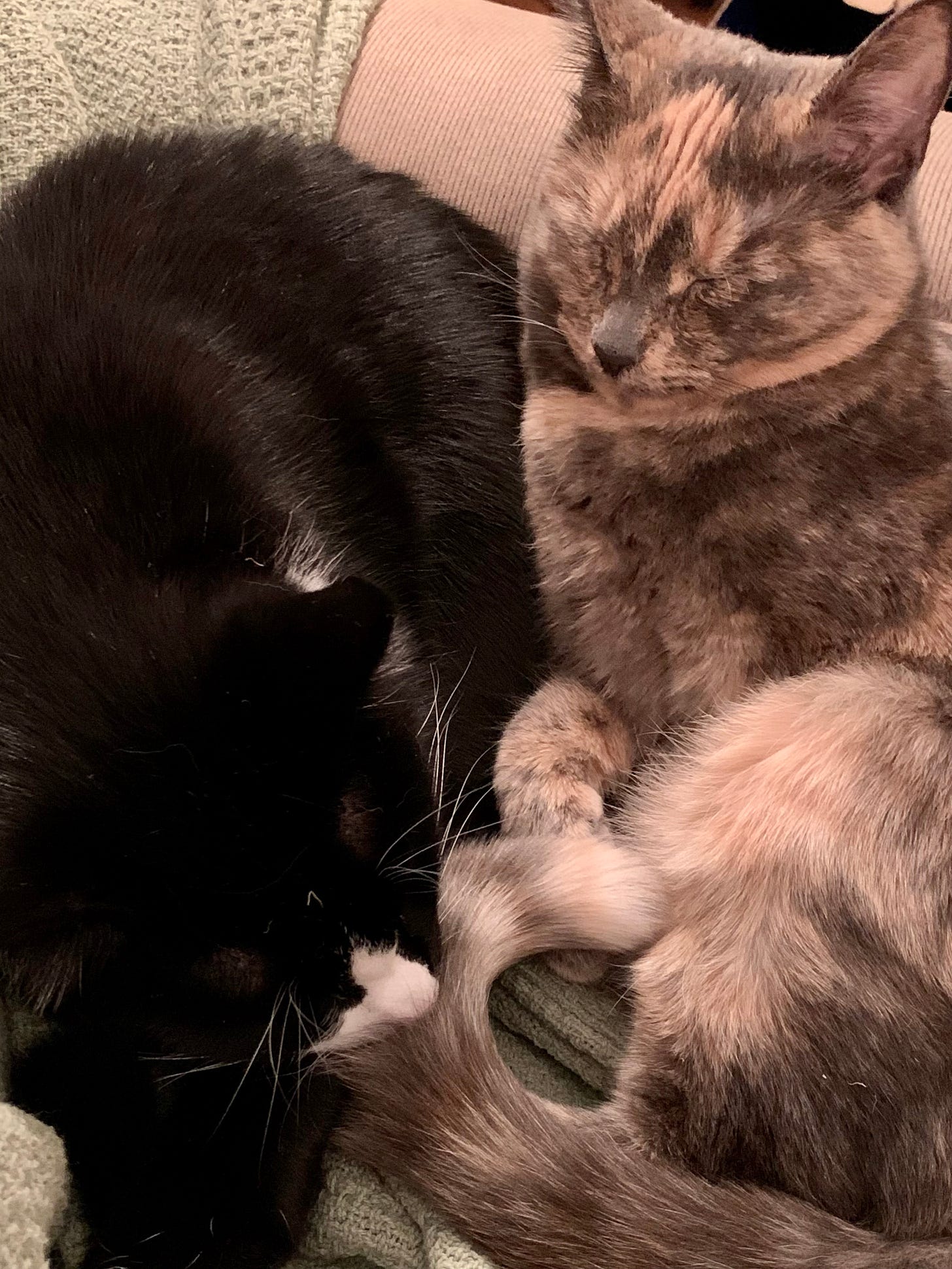 A tuxedo cat is sleeping in the left-hand side of the frame, with his head near the bottom of the photo. To the right, his dilute tortie sister sits upright with her ears perked up but her eyes gently shut.