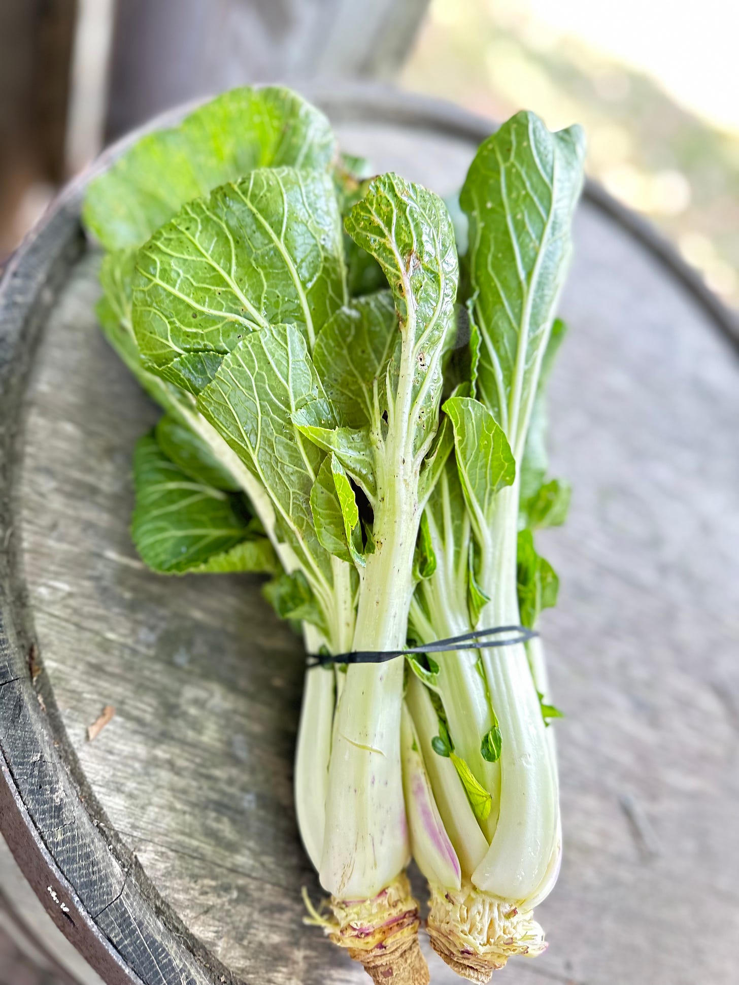 bok Choy from Beetlebung, Martha's Vineyard