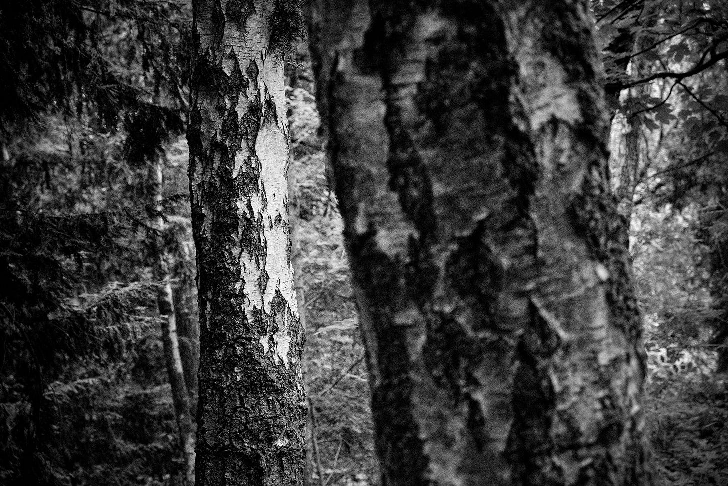 silver birch tree trunks