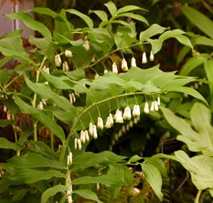 Solomons seal plants have arching stems.