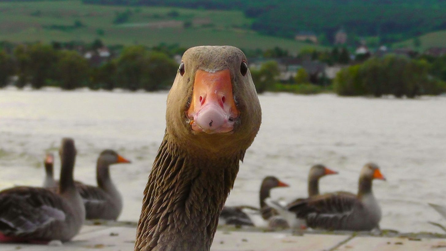 goose stares at camera