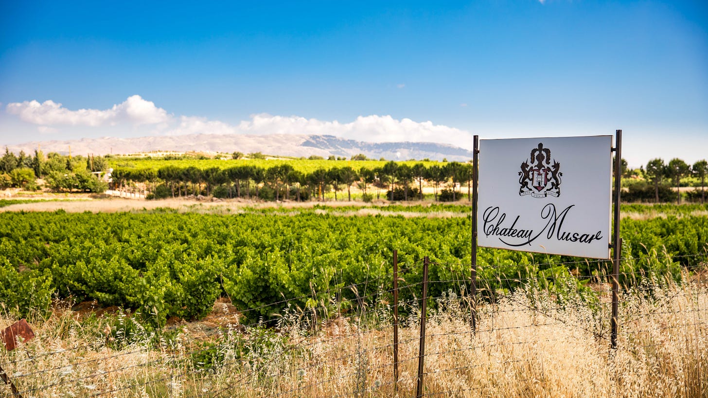 Bush vines and Chateau Musar sign. Photo courtesy Chateau Musar.