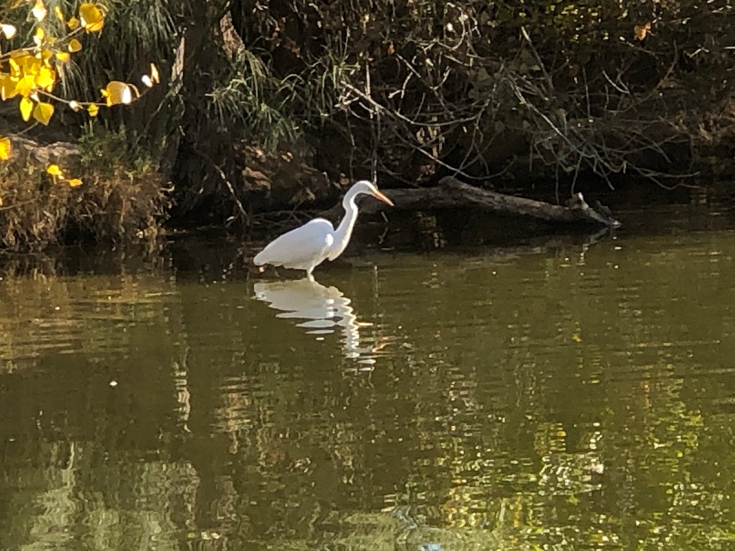 Photo of Fort Lowell Park. Heron wading in the lake.